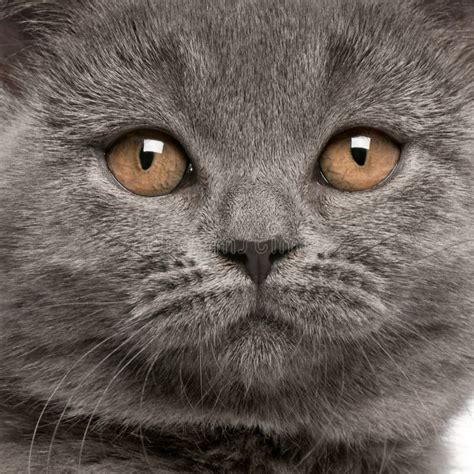 Close Up Of A British Shorthair 10 Months Old Stock Photo Image Of