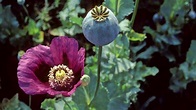 The Opium Cycle : Planet Money : NPR