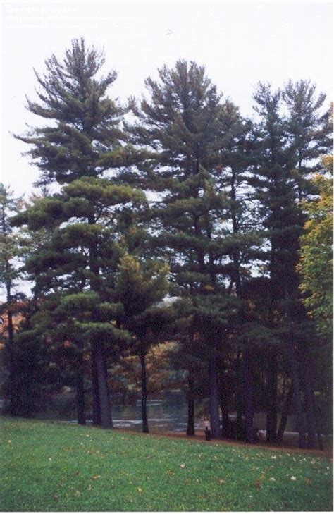 Plantfiles Pictures Eastern White Pine Pinus Strobus By Nlafrance3