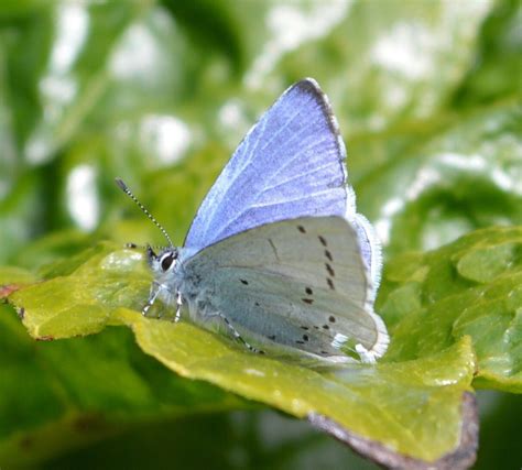 Is This The Rare Silver Studded Blue Butterfly Which Emerged Early At