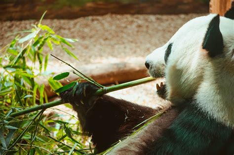Wallpaper Id 251020 Zoo Panda Panda Eating And Panda Eating Bamboo