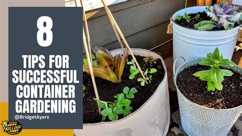 container gardening tips for beginners 🌱🌻🦋 youtube