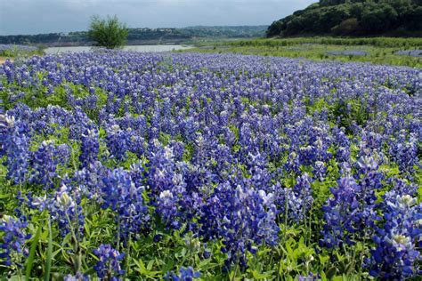 Nothing is worse than forgetting flowers for special occasions like mother's day, birthdays, proms. テキサスのお花見は、見上げる桜じゃなくて足元の青い絨毯!テキサンが毎年大騒ぎするブルーボネットの開花とフェスティバル ...