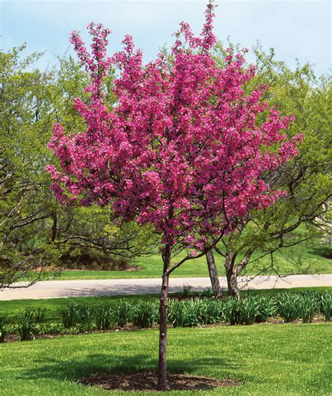 Perfect Purple Flowering Crabapple Bower And Branch