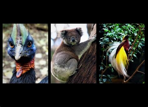 Keanekaragaman Fauna Indonesia Asiatis Australis Dan Peralihan Free