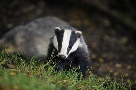 Badger Culling Allowed In 11 New Areas Of England Itv News