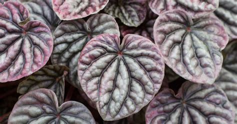 Which holiday plants are safe for my cats and dogs? Platinum Peperomia | ASPCA