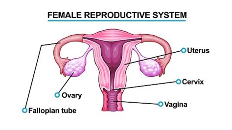 The human female reproductive system contains two main parts: BIOLOGY: FORM THREE: Topic 6: REPRODUCTION - MSOMI BORA