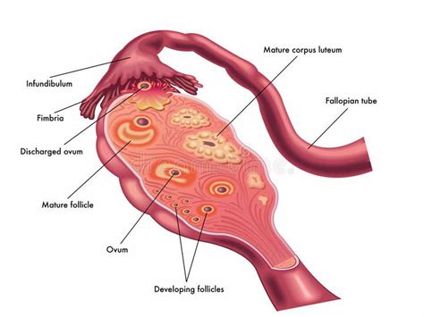 Ovary Medical Illustration Of Anatomy Of Ovary Sponsored Medical