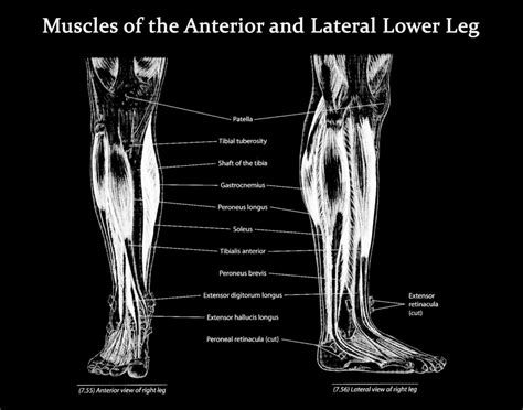Muscles Of The Lower Leg Anterior And Lateral View Art My Xxx Hot Girl