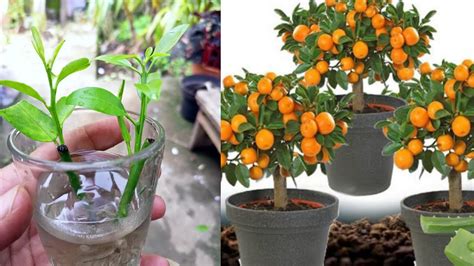 Secret Trick To Propagate Citrus Trees Using Stem Cuttings Youtube
