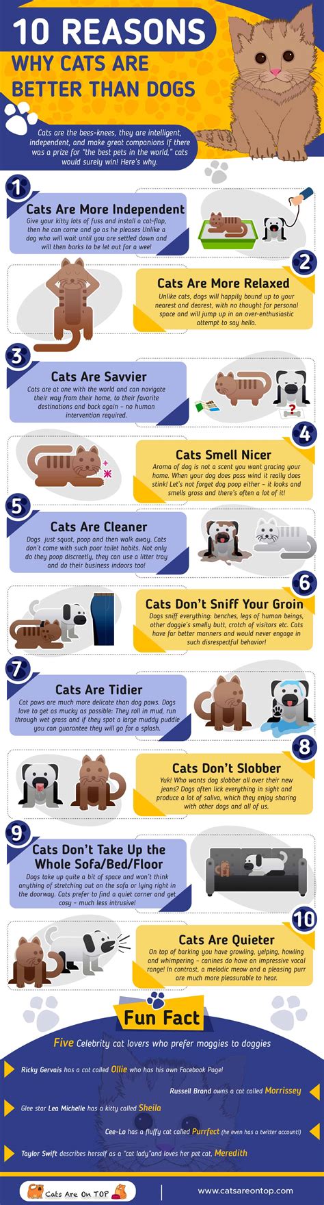 10 Reasons Why Cats Are Better Than Dogs Cats Are On Top