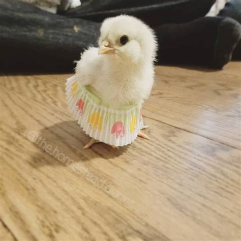 Cupcake Liner Tutus This Summers Baby Chicken Fashion Sensation