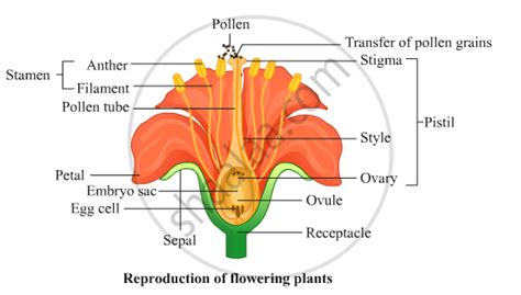 Explain Sexual Reproduction In Plants Science And Technology 2