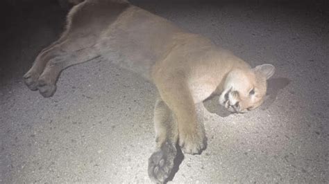 Cougar That Prowled Twin Cities Neighborhood Found Dead On Roadside