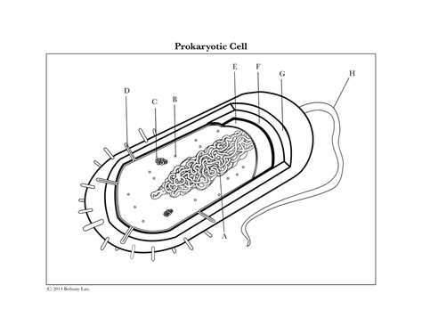 Prokaryotic Cell Diagram Quizlet