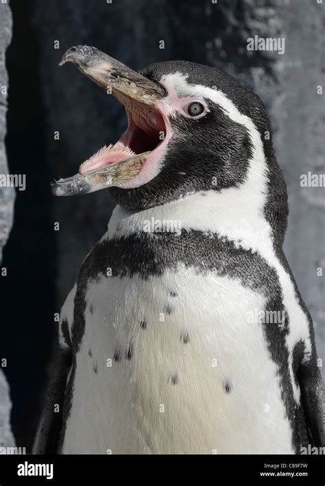 Humboldt Penguin Laughing Stock Photo Alamy