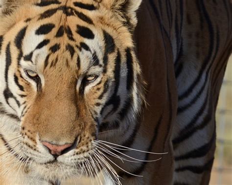 Sybre Siberian Tiger Safe Haven Wildlife Sanctuary