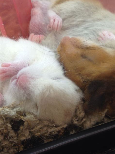 Took This Picture In Petco Two Hamsters Snuggling