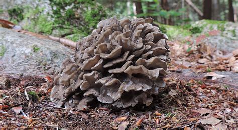 16 Wild Edible Mushrooms You Can Forage This Autumn