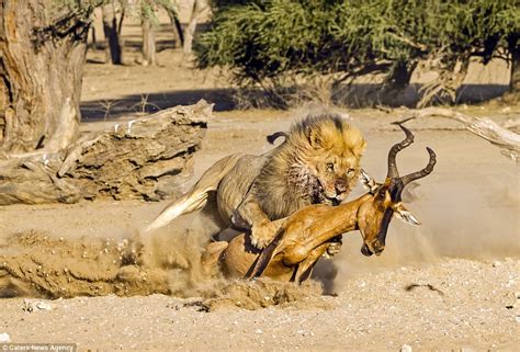 Kgalagadi Transfrontier Park Photographer Captures Moment Lion Takes