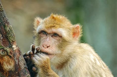 Funny Monkey Put Fingers Into Mouth Stock Photo By ©igorkovalcuk 10604725