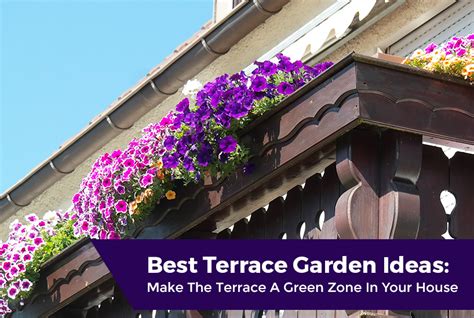 Best Terrace Gardening Ideas In Kerala Make The Terrace A Green Zone