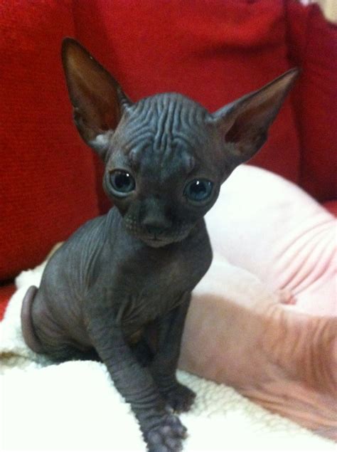 It could be because they rely on humans to keep warm; 10 Best Sphynx Cat Names
