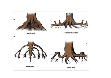 Contoh gambar akar serabut dan akar tunggang. Teknologi dan Ilmu Kelautan: Mangrove