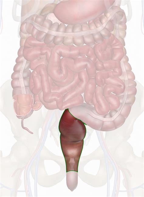 Rectum Anatomy Pictures And Information