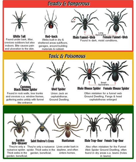 Spider Identification Chart Spider Identification Chart Survival