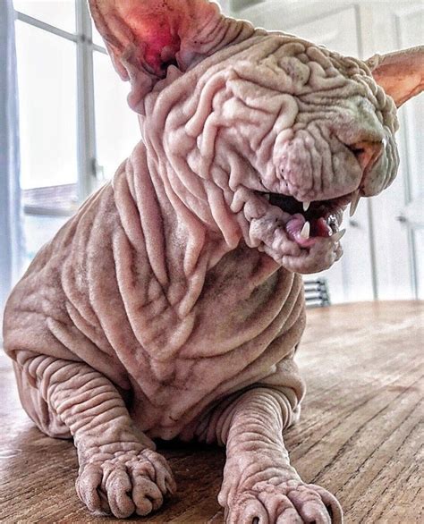 16 Sphynx Cat Pictures That Will Blow Your Mind En 2020 Con Imágenes