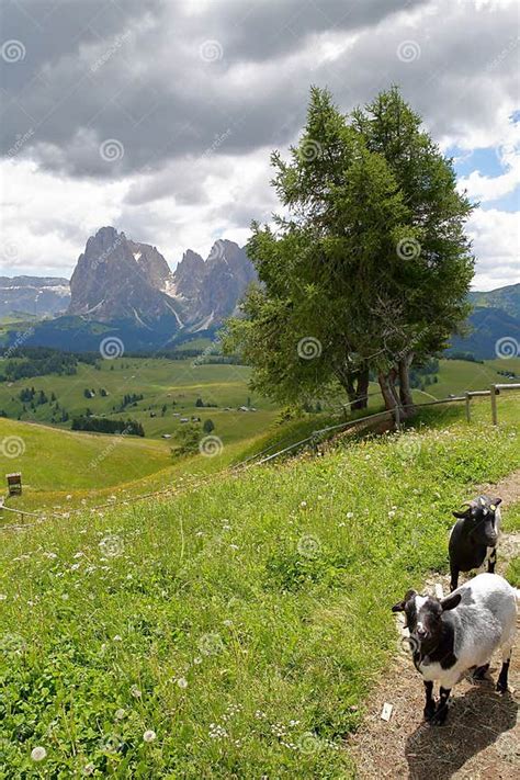 Goats In Alpe De Siusi Above Ortisei With Sassoloungo Mountain In The