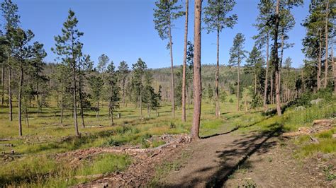 Camping In Black Hills National Forest South Dakota Travels In Liberty