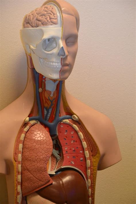 Medical Anatomy Science Anatomical Body Biology Lungs Organ