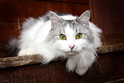 Top Hypoallergenic Cats For Allergy Sufferers