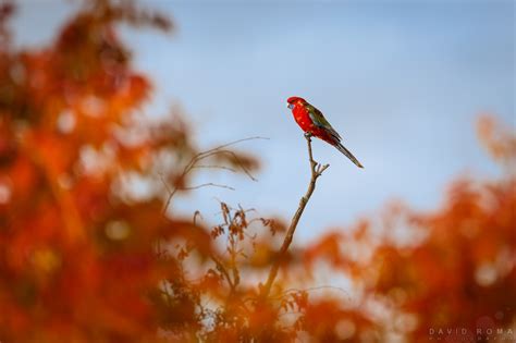 Autumn Soup Bird