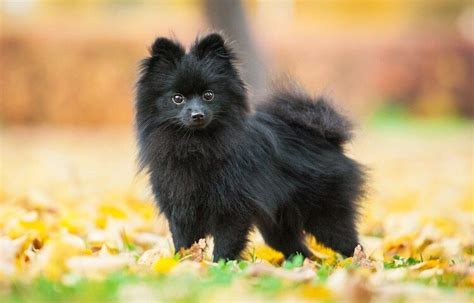 Black Pomeranian Everything You Need To Know Animal Corner