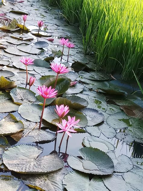 Bunga teratai bisanya tumbuh di perairan yang tenang, tanaman ini bisa kita temukan di kolam, danau atau perairan yang tenang. Mewarnai Kolam Bunga Teratai : Koleksi Gambar Bunga Cantik ...