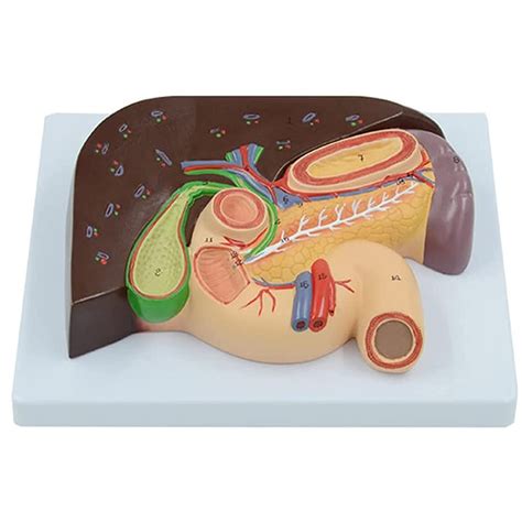 Buy Life Size Human Digestive System Model Anatomical Model Of Stomach Liver And Gallbladder
