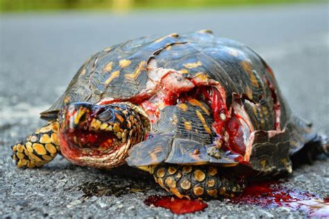 broken turtle shell - Google Search | Turtle, Turtle shell, Mock turtle