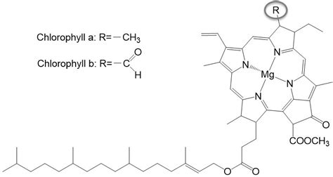 Chlorophyll absorbs most strongly in the blue and to a lesser extent red portions of the electromagnetic spectrum. Chlorophyll erklärt Chemie - StudyHelp Online-Lernen