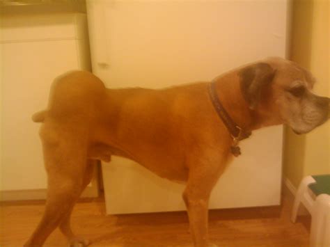 Huge Tumormass Help Opinions Please Boxer Forum Boxer Breed Dog Forums