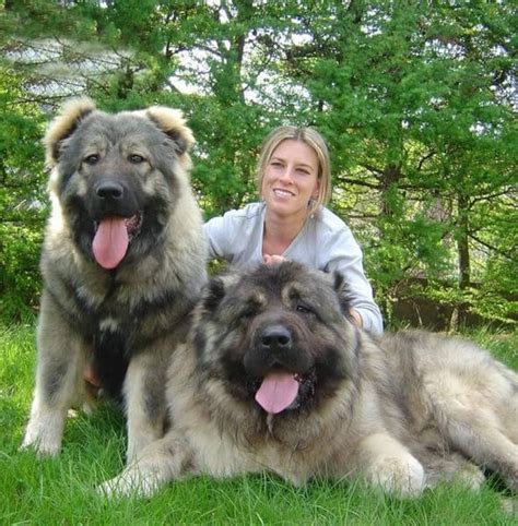 The Caucasian Mountain Dog Is A Massive And Impressive Dog Breed That