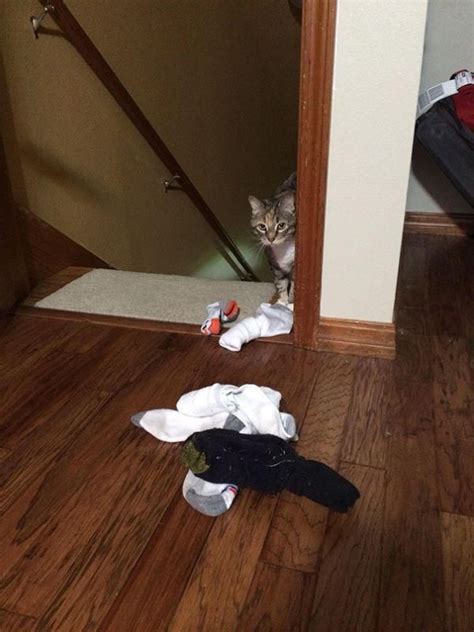 These Hoarder Cats Insist They Dont Have A Problem 28 Photos
