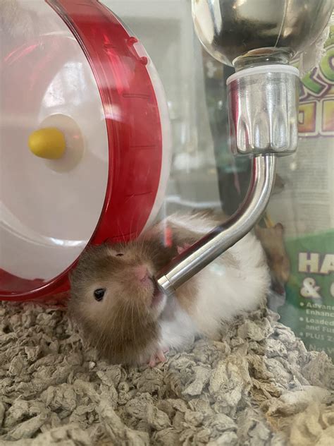Am Thirsty 😋 Hamsters