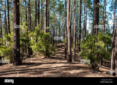 Inside Pine Tree Forest Coniferous Forest Stock Photo Alamy