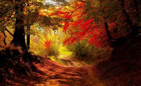 Autumn Forest Trail Digital Art By Jerzy Czyz Fine Art America