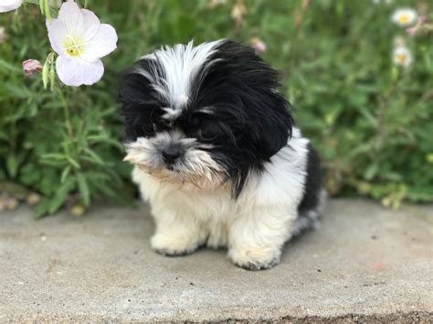 Newborn Shih Tzu Puppies Pictures You Did It That Time Website Image