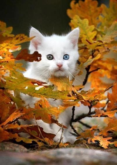 Beautiful Different Colored Eyes And Kitty On Pinterest